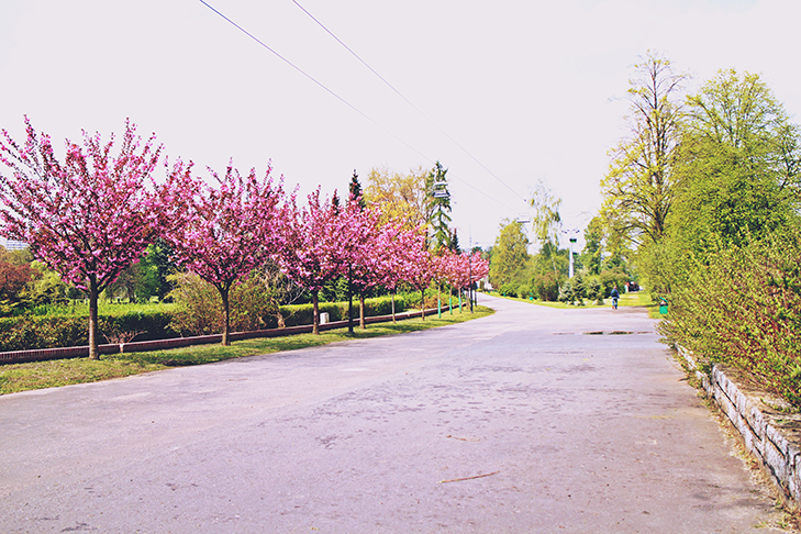 Park Ślonski / fot. Iwona Łach