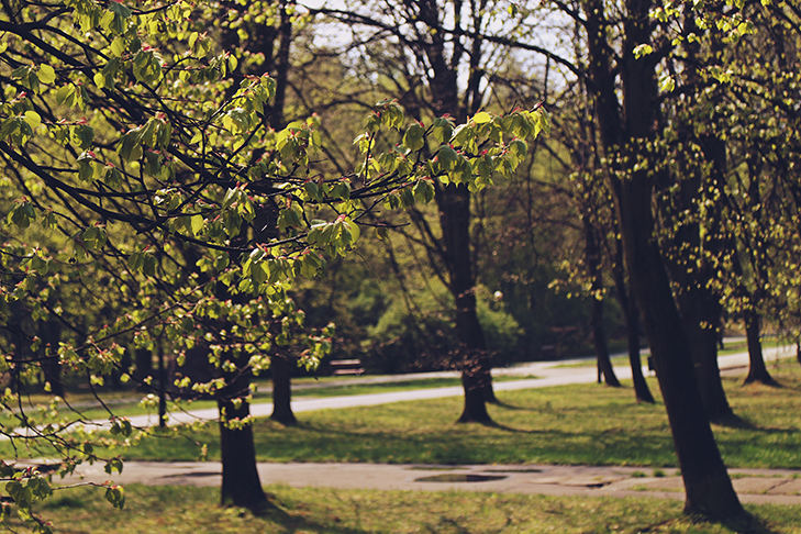 Park Ślonski / fot. Iwona Łach